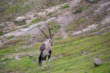 Gemsbok african oryx antelope multiple grazing