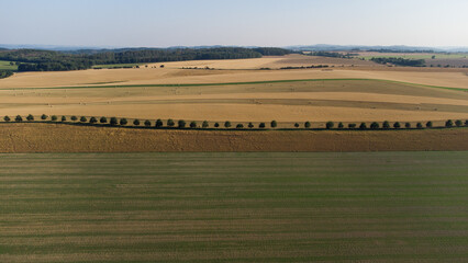 Rangée d'arbres au milieu des champs. Champ de blé et parcelles agricoles à perte de vue.