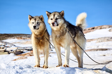 Two sled dogs in Kulusuk, East Greenland - obrazy, fototapety, plakaty
