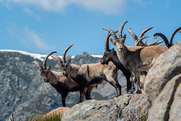 Herd of Spanish ibex (Capra pyrenaica) with snowy mountains in the background