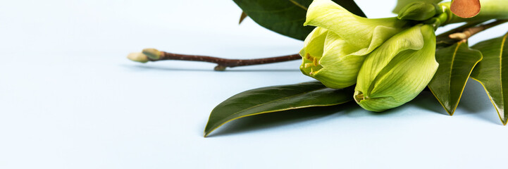 Obraz premium Stylish spring bouquet with branches and leaves of magnolia and amaryllis. Spring flower arrangement, greeting card for mother's day, Valentine's Day, birthday. Hello spring. Banner