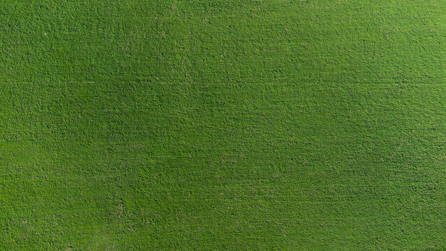 Texture d'herbe verte. Fond d'herbe verte naturelle prise d'un champ en vue de dessus