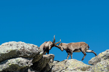 Two Spanish ibex (Capra pyrenaica) fighting