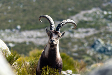 Close up portrait of a Spanish ibex (Capra pyrenaica) male 