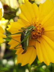Grasshopper feeding on the pollen of a flower close-up