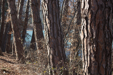 Trees  in the lake