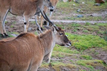 Naklejka na ściany i meble Common eland antelope multiple single close up background africa
