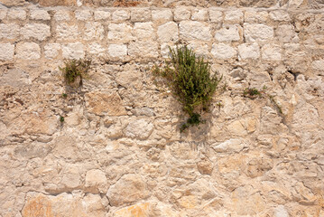 Green plants on the old stone wall. 