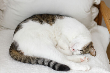 Adorable cat sleeping on cozy white chair. Comfortable home and adopted animal concept. Portrait of...