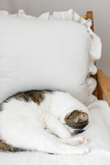 Adorable cat sleeping on cozy white chair. Comfortable home and adopted animal concept. Portrait of cute kitty napping on couch in home, hugging with paws