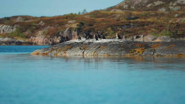 A flock of common cormorants perched on the dark withered rocks 
