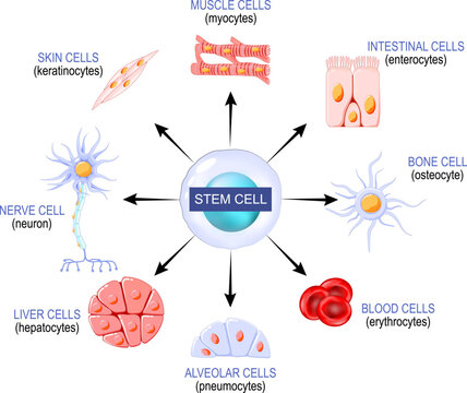 Stem cells from a blastocyst
