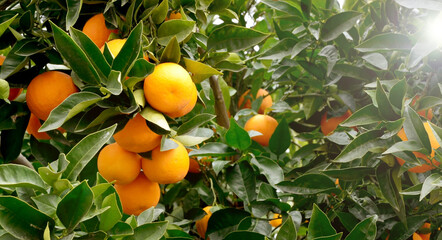 Fresh ripe oranges hanging on an orange tree branch. Orchard,tropical fruits harvest concept for design with copy space.Selective focus.