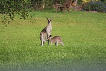 Obraz na płótnie Canvas Australien Känguru und Baby