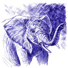 Elephant closeup. Hand drawn sketch with ballpoint pen on paper texture. Isolated on white. Bitmap