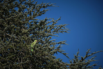 Parakeet on a cedar of Lebanon tree in Florence, Italy