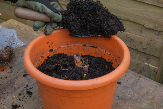 Canna lily tropicanna planting