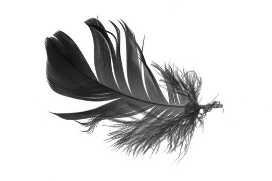 Fototapeta black goose feather on a white isolated background