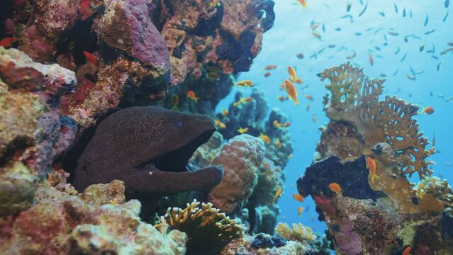 An eel on a coral reef with fish in the Red Sea, Egypt, underwater video