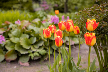 Obraz premium Beautiful tulip in the meadow. Flower bud in spring in the sunlight. Flowerbed with flowers. multicolored, blooming tulips of white, yellow and orange in the field