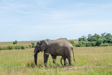 A male elephant chasing a female elephant with his hardened penis, Kenya National Park.