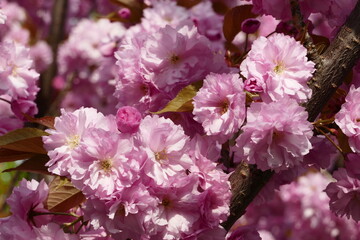 Amazing pink cherry blossom in the springtime. The arrival of the cherry blossom announces the beginning of spring in many parts of the world
