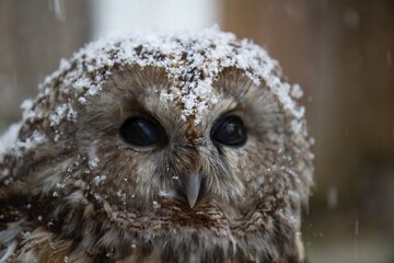 Little Tawny owl sitting on snow and fresh snow cowered bird.