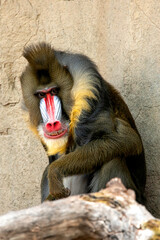 portrait of mandrill