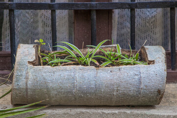 Planter made by hollowing out a trunk - obrazy, fototapety, plakaty