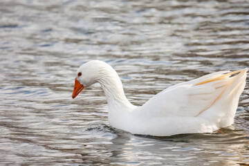 Beautiful white duck or goose swimming on the lake or river.