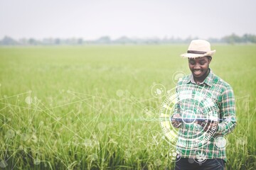 African farmer using tablet for research data of organic rice farm field.Concept of future hologram...