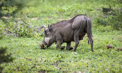 Fototapeta na wymiar Wild African pig or warthog with large fangs feeds in the savannah.