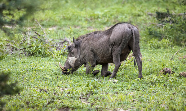 Wild African pig or warthog with large fangs feeds in the savannah.