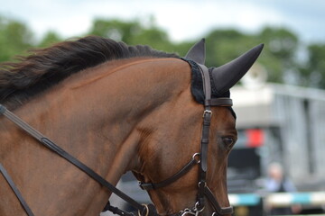 Fototapeta premium Bay Horse wearing a black ear bonnet at an event