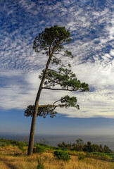 Obraz premium Coniferous tree with crown shaped by the winds on the ocean.