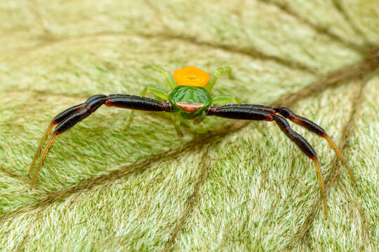 Ara&ntilde;a cangreja de banda blanca 