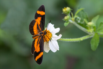 Mariposa duende alimentándose en una flor