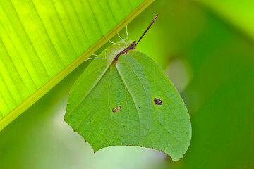 Mariposa azufre gigante amarilla