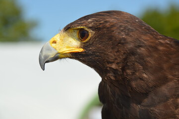 close up of an eagle