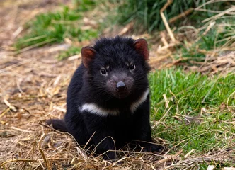 Photo sur Plexiglas Mont Cradle Baby Tasmanian Devil in winsome pose in Tasmania, Australia