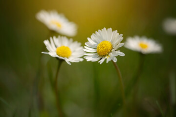 Kwiaty polnych stokrotek na łące. Białe płatki stokrotki. Kwitnące stokrotki. Polne kwiaty....