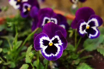 Fotobehang Viooltje Close-up of blooming pansies outdoors  © Emrah