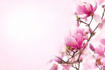 Fototapeta na wymiar Spring delicate magnolia blossom, springtime flowers bloom, pastel and soft pink floral card, selective focus, shallow DOF, toned