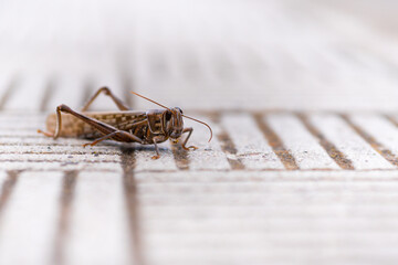 A grasshopper on the roadside horizontally
