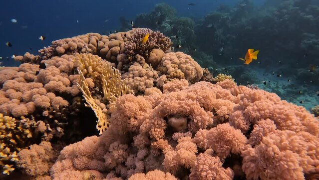 Coral reef with tropical fish underwater horizontal video