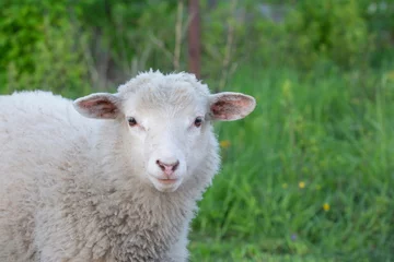 Fotobehang sheep in a meadow © taddor