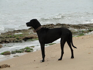 black dog on the beach