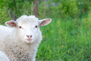 Naklejka na ściany i meble sheep on grass