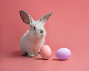 Little white fluffy bunny sits on a pink background next to eggs. Easter rabbit on colorful background. Cute pet studio shot - obrazy, fototapety, plakaty