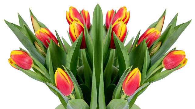 Tulipany.	